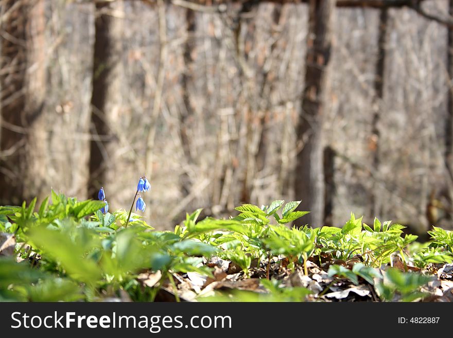 Alone flower in forest