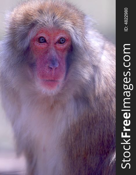A Japanese macaque, also known as a snow monkey, sits in a zoo.