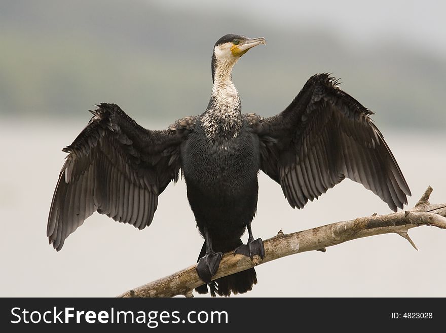 Cormorant is drying its wings