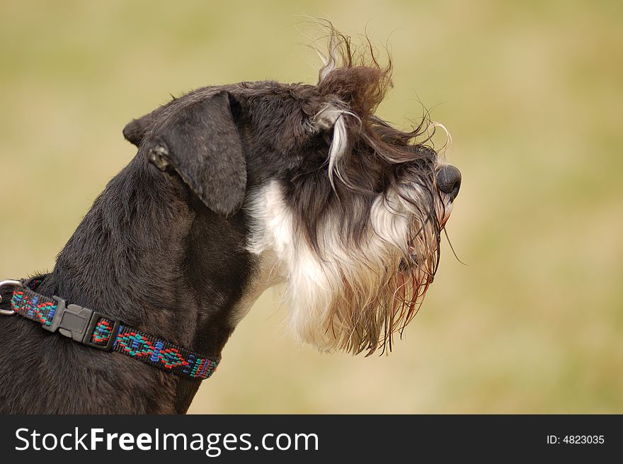 Portrait of  beautiful dog on the background green grass