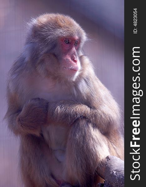 A Japanese macaque, also known as a snow monkey, sits in a zoo.