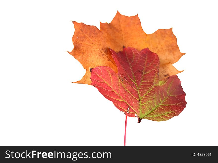 Assorted autumn leaves over a white background