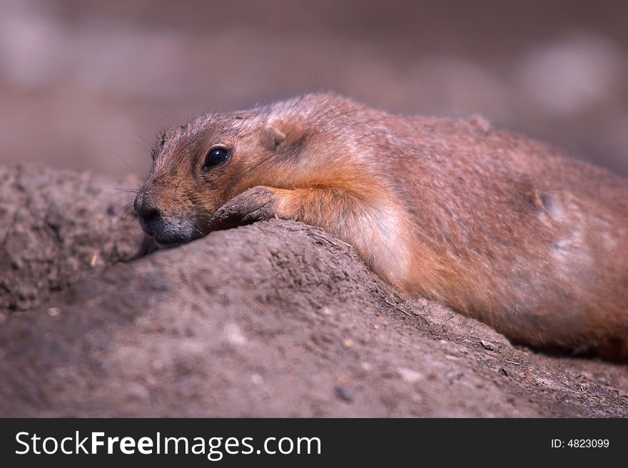 A prairie dog relaxes near the opening to a burrow in a zoo.