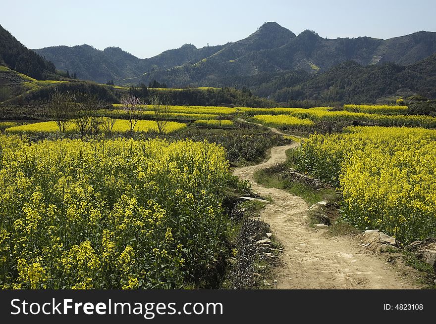 A country road with yellow flowers