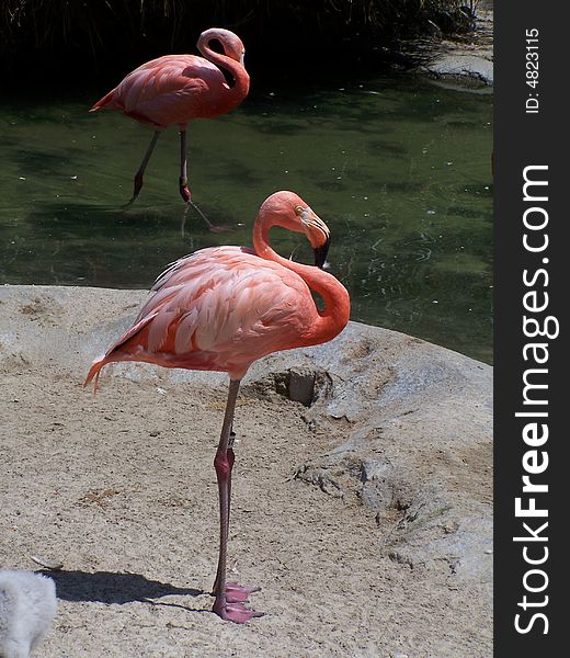 Pink flamingo in San Diego Zoo, California
