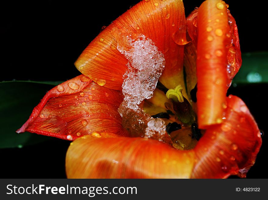 Photo with tulip and snow from private garden. Photo with tulip and snow from private garden.