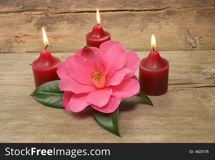 Three candles and a camellia flower on a background of rustic wood. Three candles and a camellia flower on a background of rustic wood