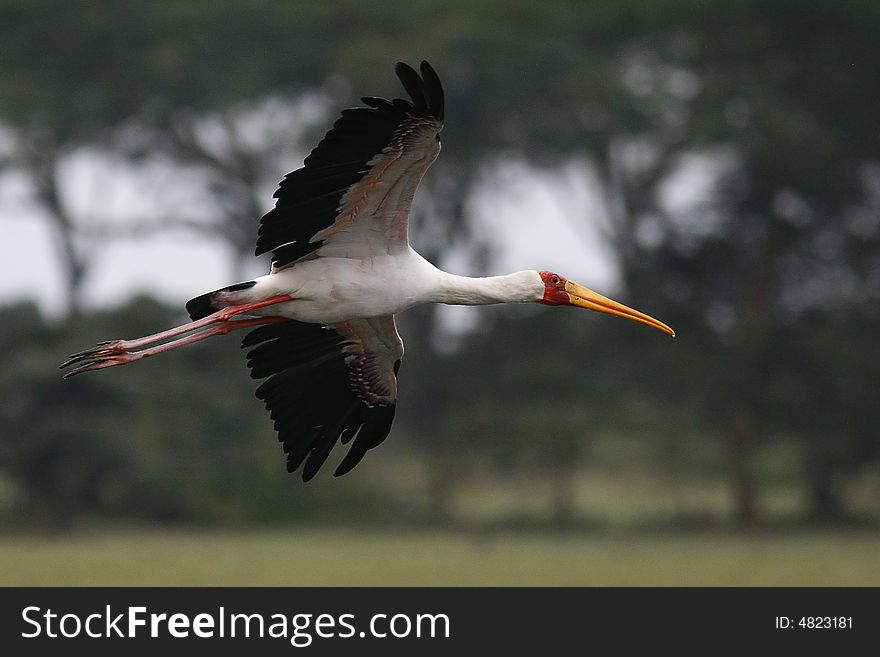 Stork of Naivasha lake nationl park, Kenya. Stork of Naivasha lake nationl park, Kenya