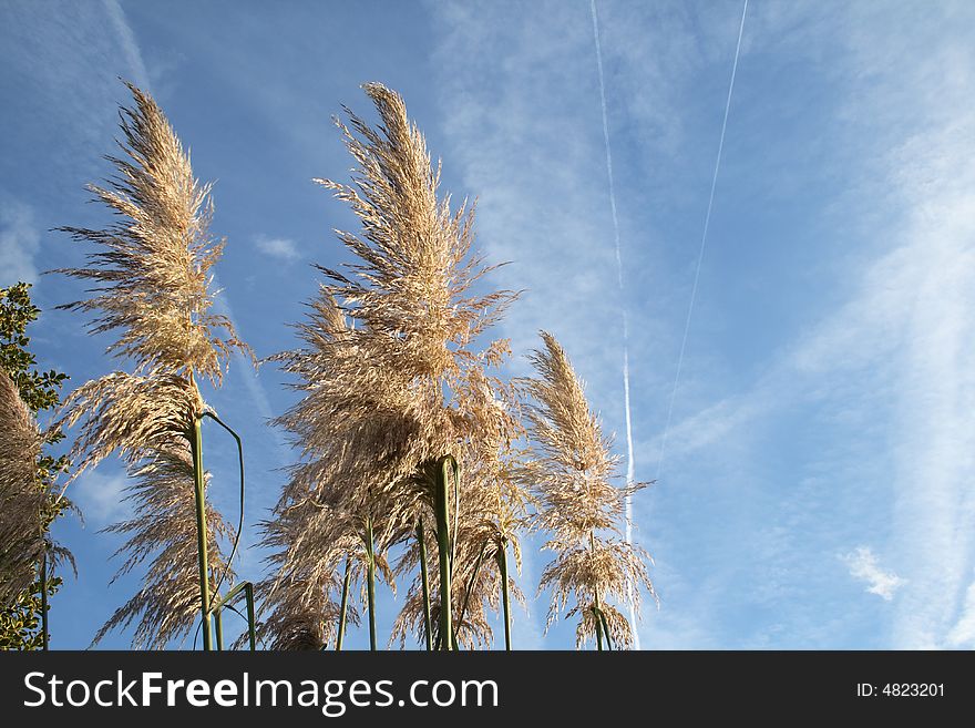 Pampas grass growing against the blue sky