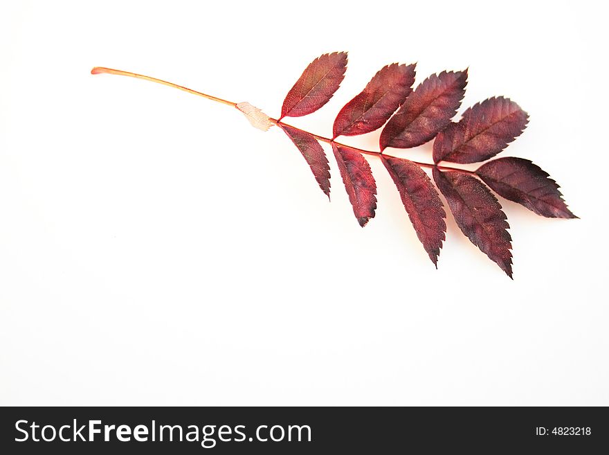 Assorted autumn leaves over a white background