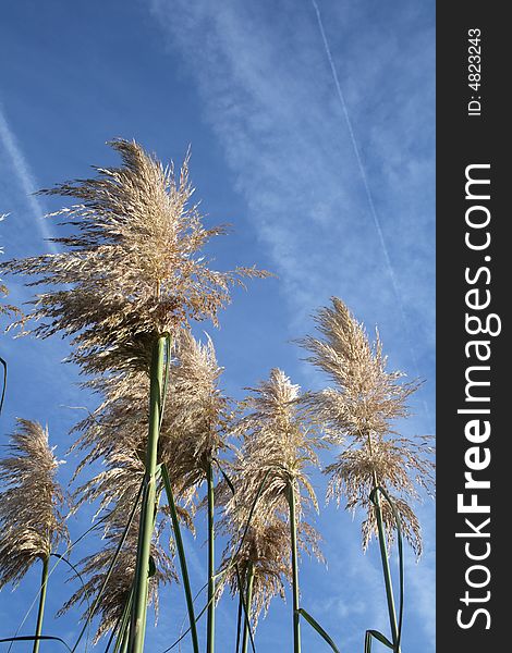 Pampas grass growing against the blue sky