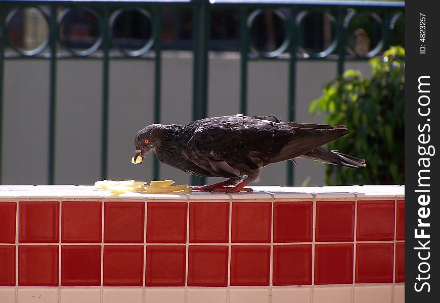 Urban pigeon eats french fries