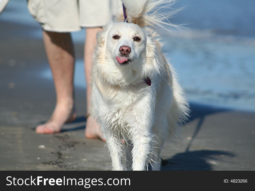 Dog sticking her tongue out on the beach. Dog sticking her tongue out on the beach