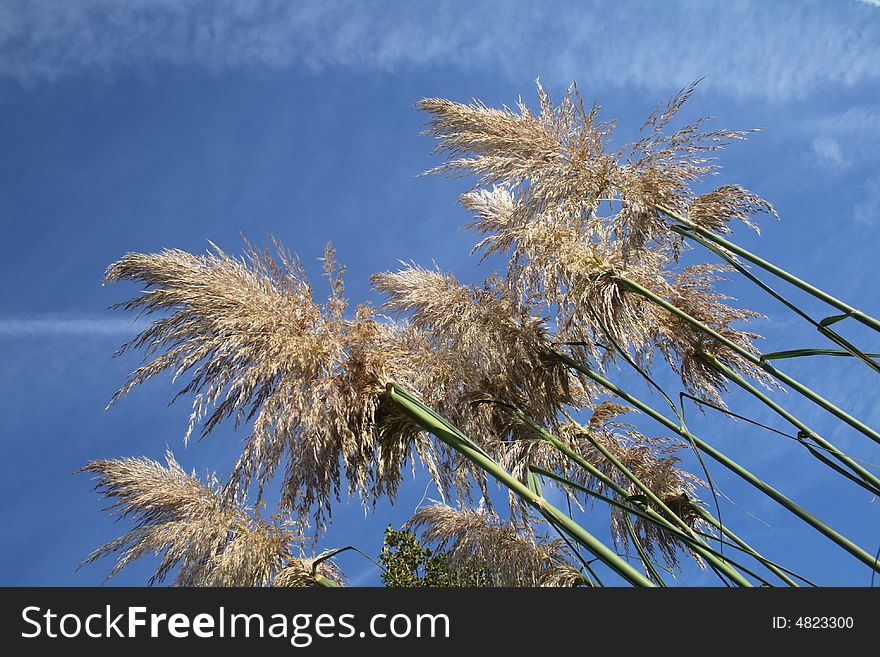 Pampas grass growing against the blue sky