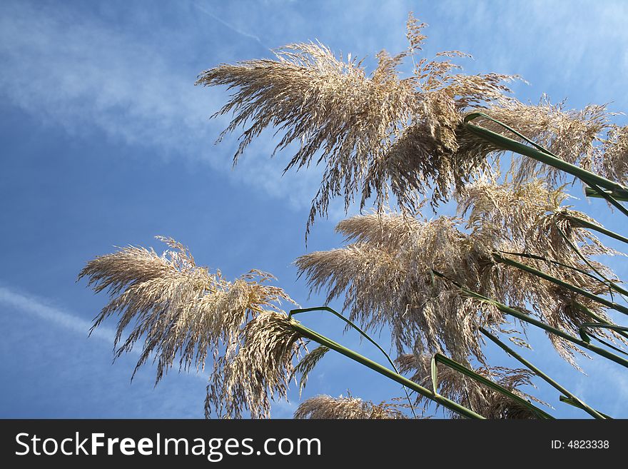 Pampas grass growing against the blue sky