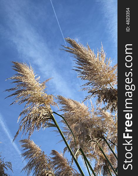Pampas grass growing against the blue sky