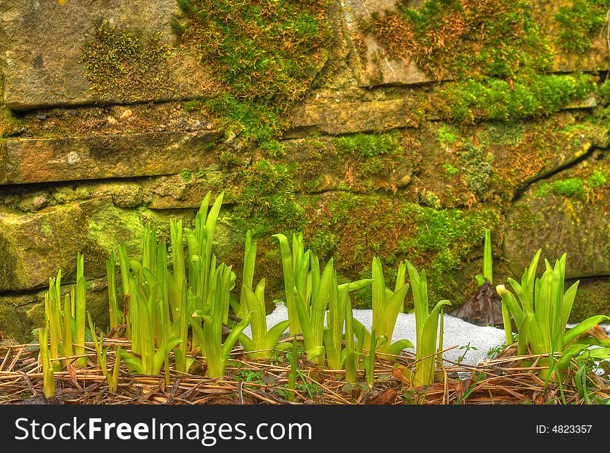 Stone wall with moss and plants