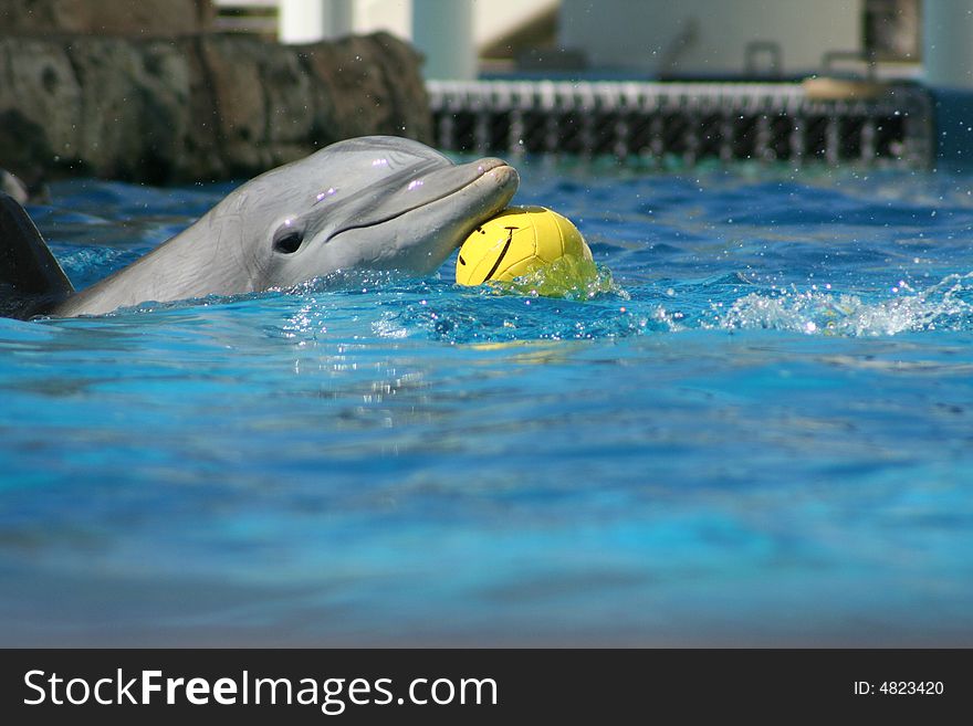 Dolphin with ball