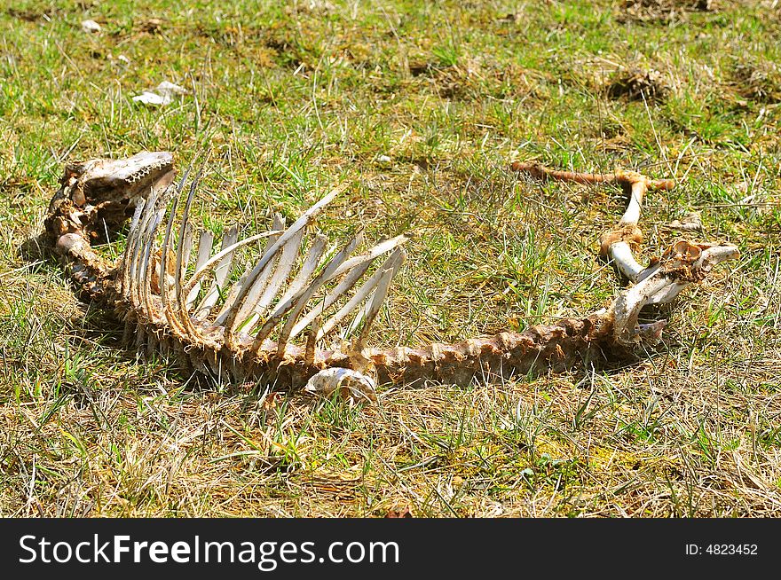 Sheep Skeleton