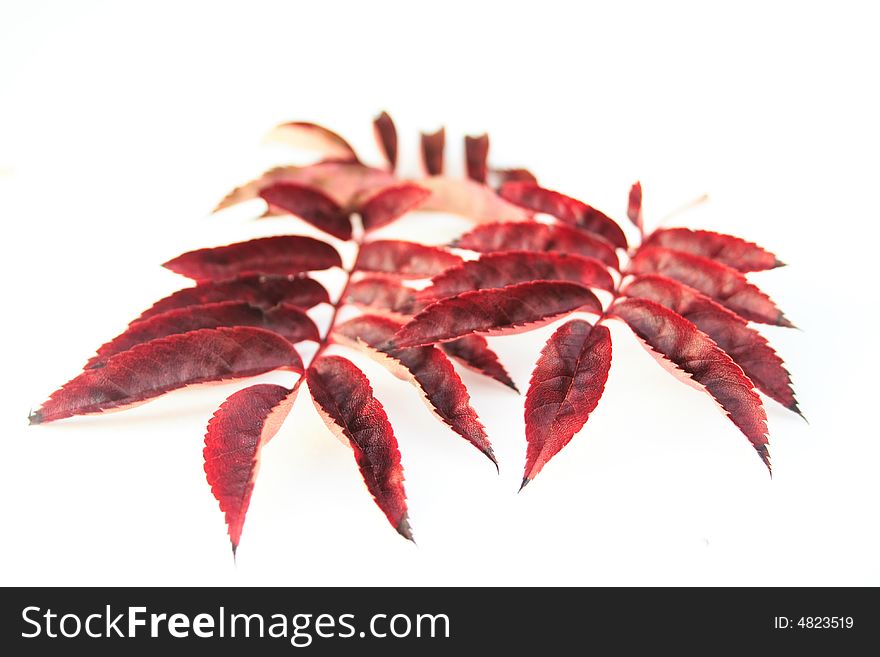 Assorted autumn leaves over a white background