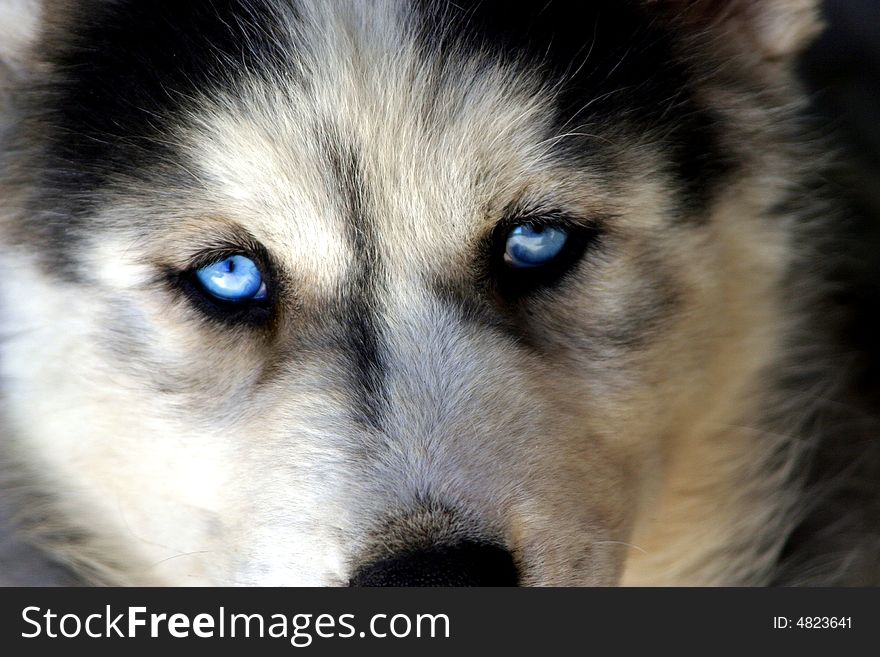 Blue eyed Siberian Husky Puppy. Blue eyed Siberian Husky Puppy.