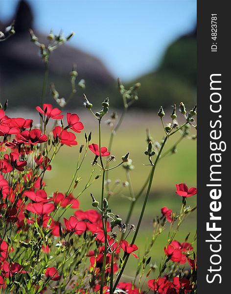 Closeup of red poppies with Butte Mountains in the background. Closeup of red poppies with Butte Mountains in the background