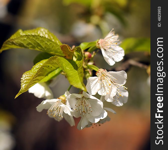 Cherry flowers on a tree