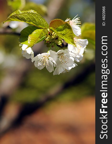Cherry flowers on a tree