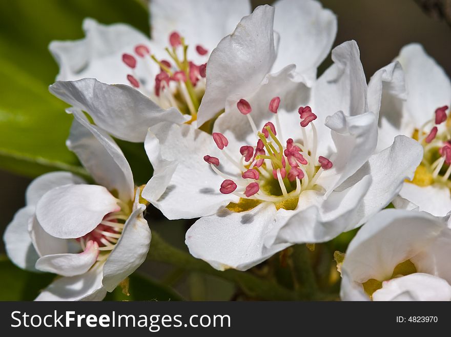 Spring series: apple tree bloom macro picture. Spring series: apple tree bloom macro picture