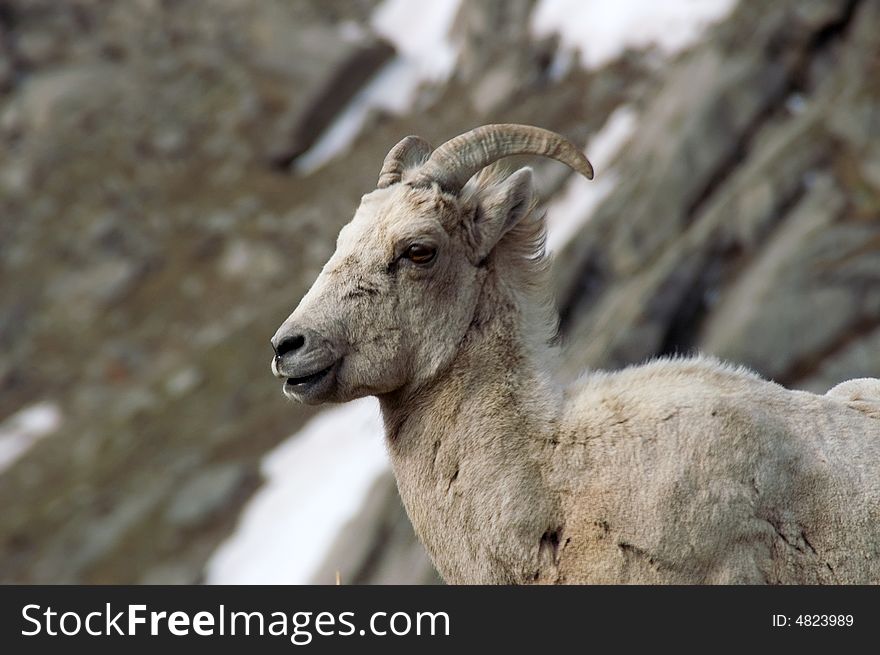 A Colorado Big Horn Sheep stops and poses for a portrait. A Colorado Big Horn Sheep stops and poses for a portrait