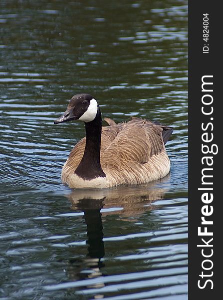 A Canadian Goose in water on a lake