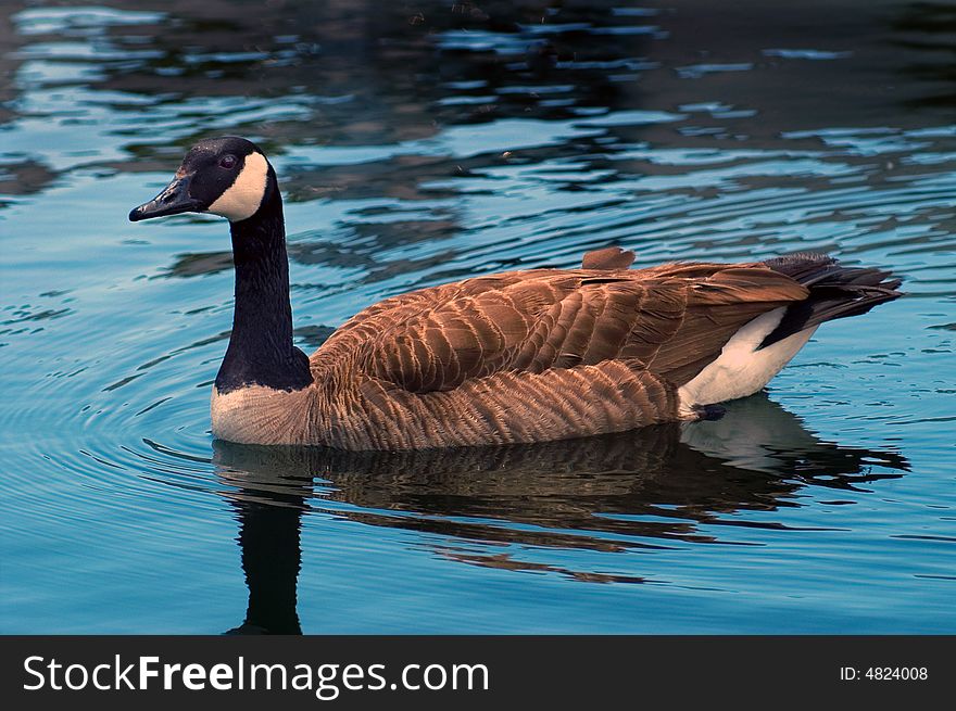 A Canadian Goose swimming in blue water