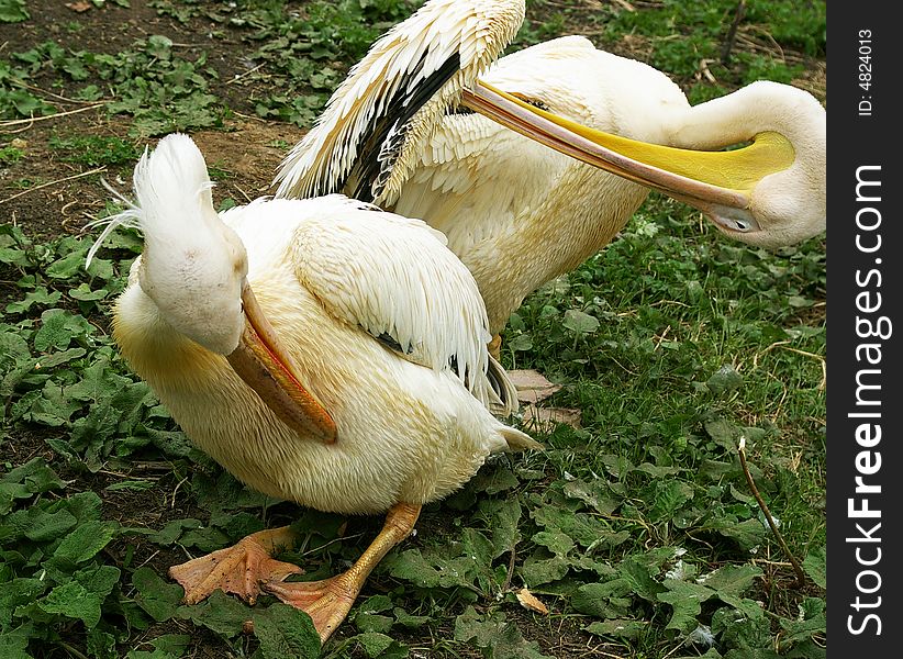 Group of pelicans on a grass in a zoo