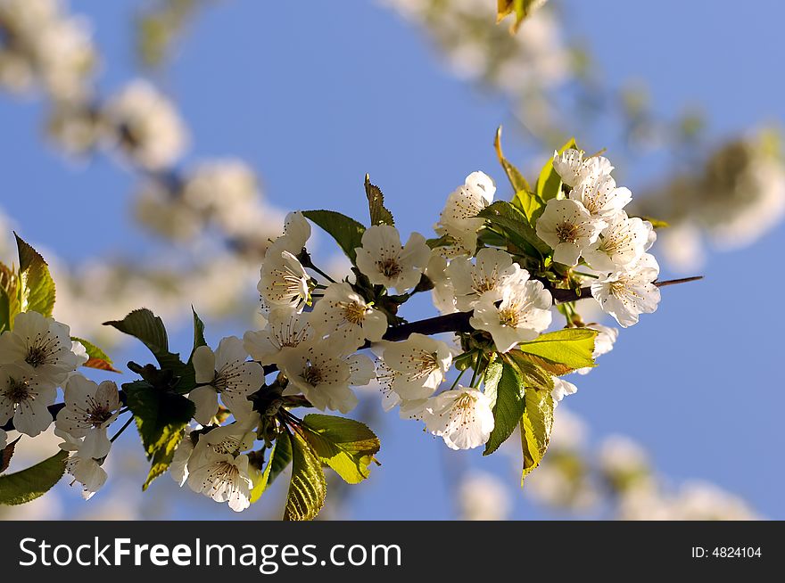 Cherry flowers on a tree