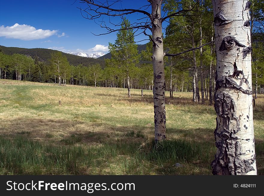 Colorado Mountain Forest With Summer Aspen Trees