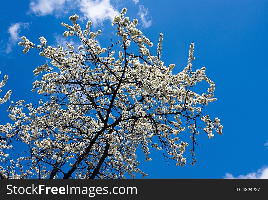 Spring time blossoms bloom branches  in the coutryside under the blue sky