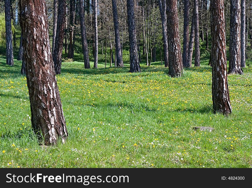Forest with pine trees and field of dandelions