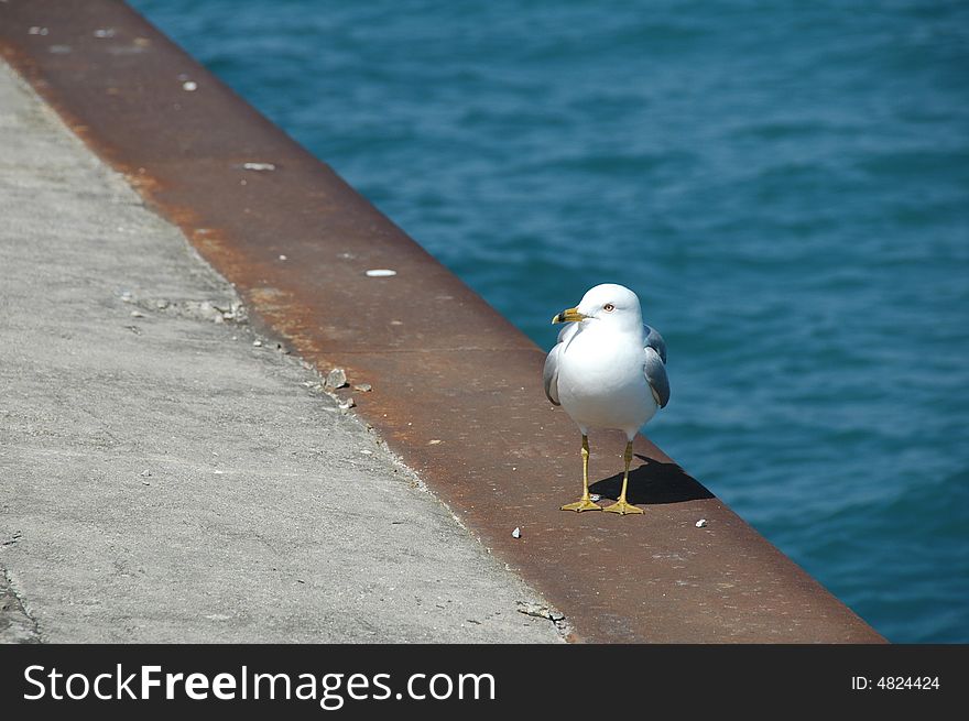 A seagull resting on the coast beside the sea