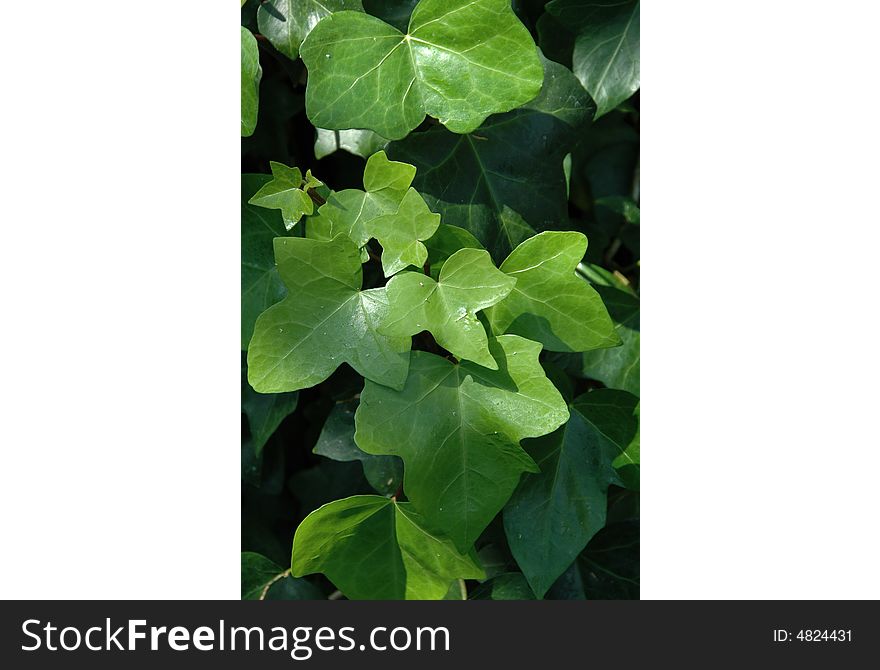 Green Leaves Abstract