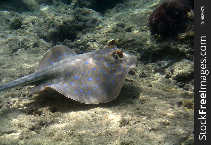 Blue spotted ray swimming on sea bed