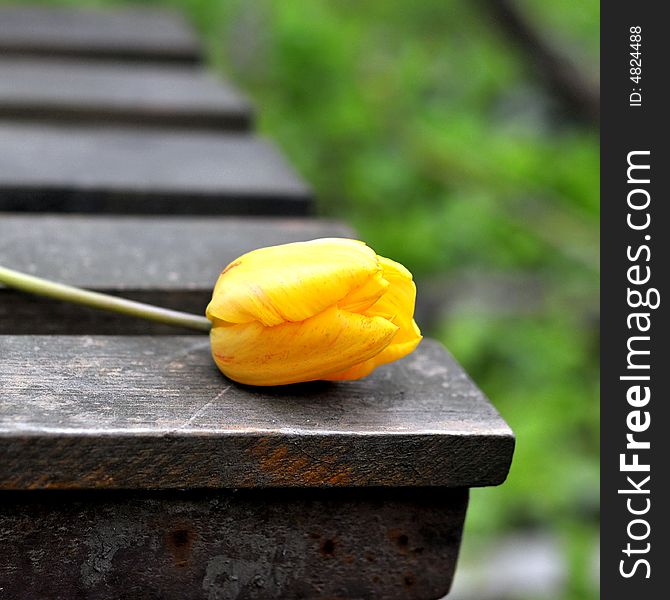 Wild tulip laid on a bench in public park