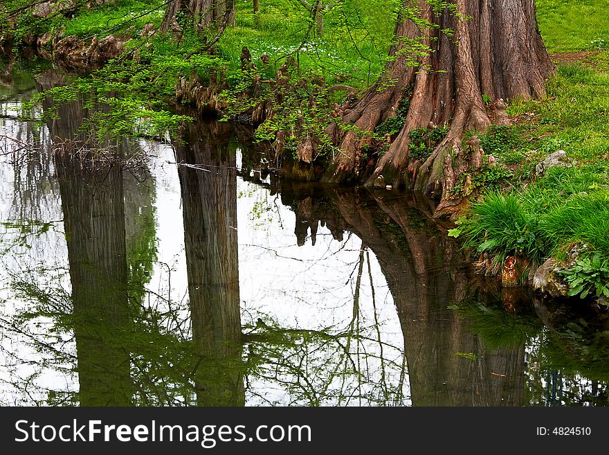 Trees reflection