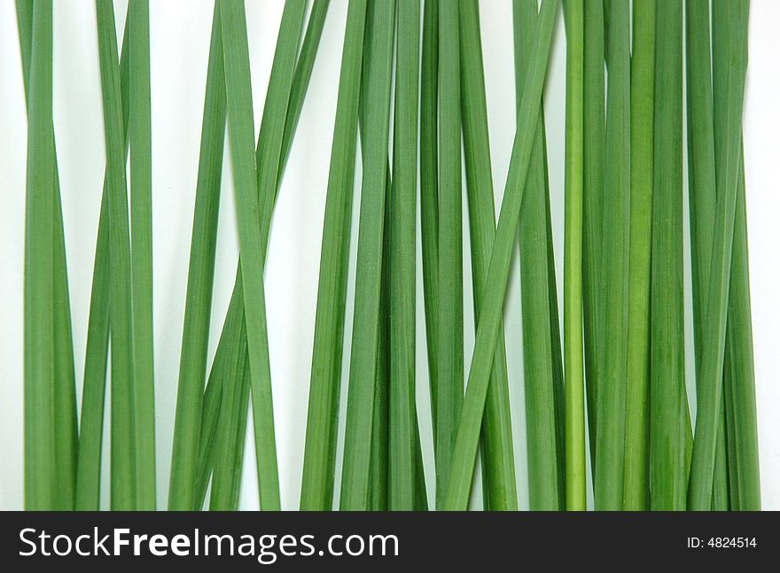 Green Stalk of a narcissus in white background