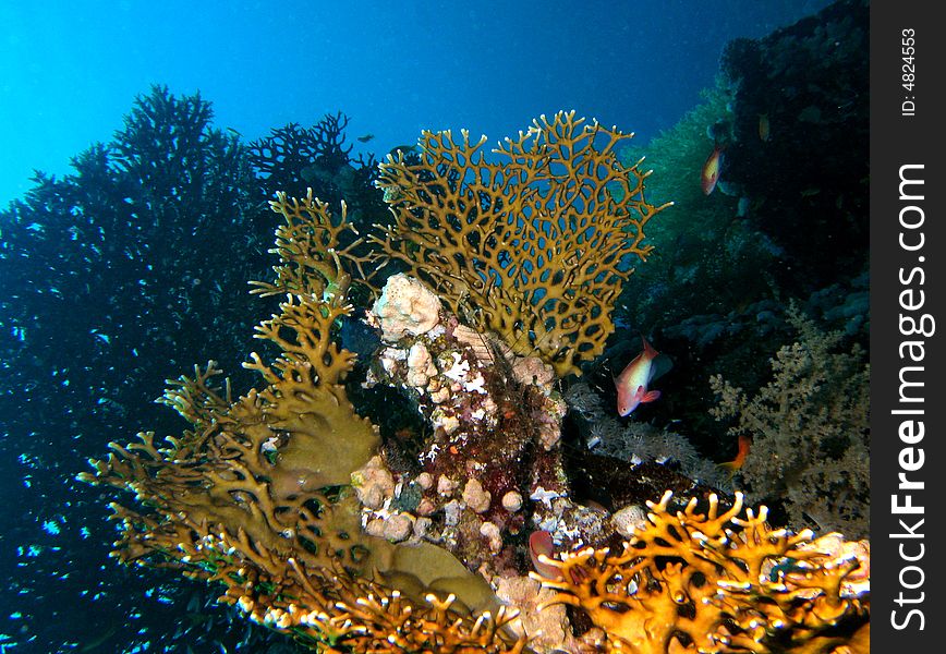 Coral reef scene with fish, coral and blue water