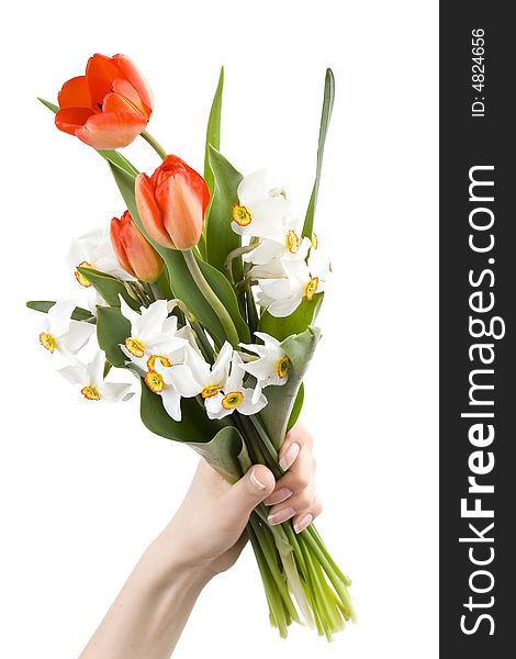 Woman holding bouquet of white narcissus and red tulips, spring flowers