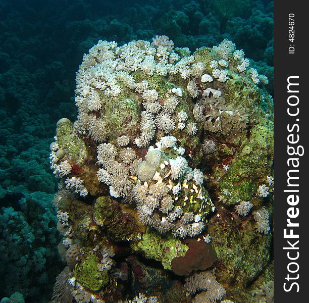 Coral reef scene with fish, coral and blue water