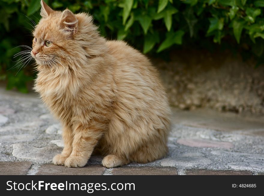 This is a Pachina cat in my garden. This is a Pachina cat in my garden