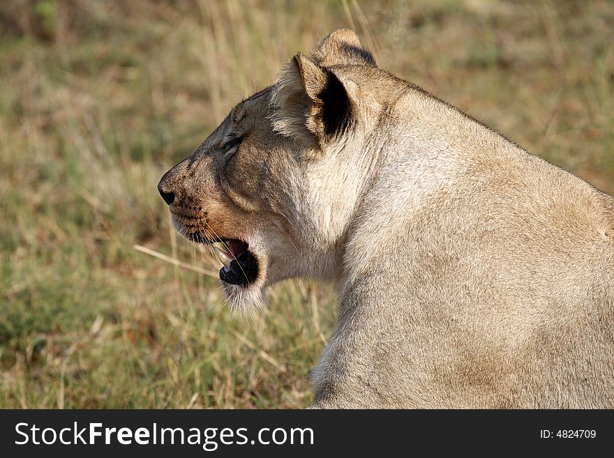 Female lion panthera leo on the plain of entabeni game reserve welgevonden waterberg limpopo province south africa