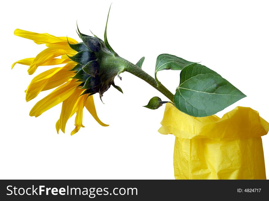 Sunflower on a white background