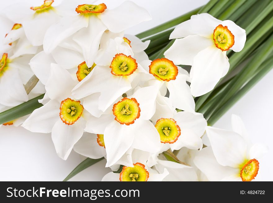 Closeup of delicate white narcissus